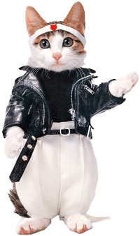 なめねこ　なめ猫　ダブりなし144枚 なめねこ なめ猫 ダブりなし144枚